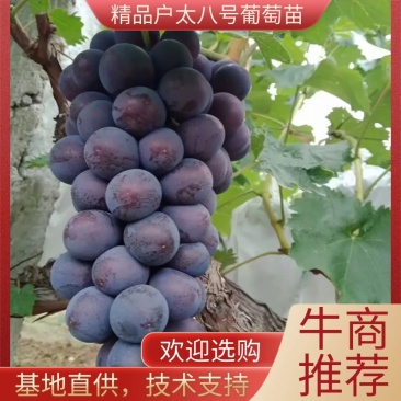 户太八号葡萄苗陕西户太八号葡萄苗保纯度死苗补发