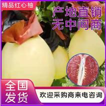 【柚子】精品红心柚产地直销保质保量可视频欢迎咨询