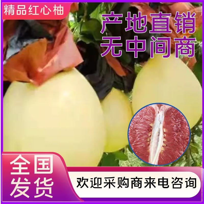 【柚子】精品红心柚产地直销保质保量可视频看货欢迎咨询
