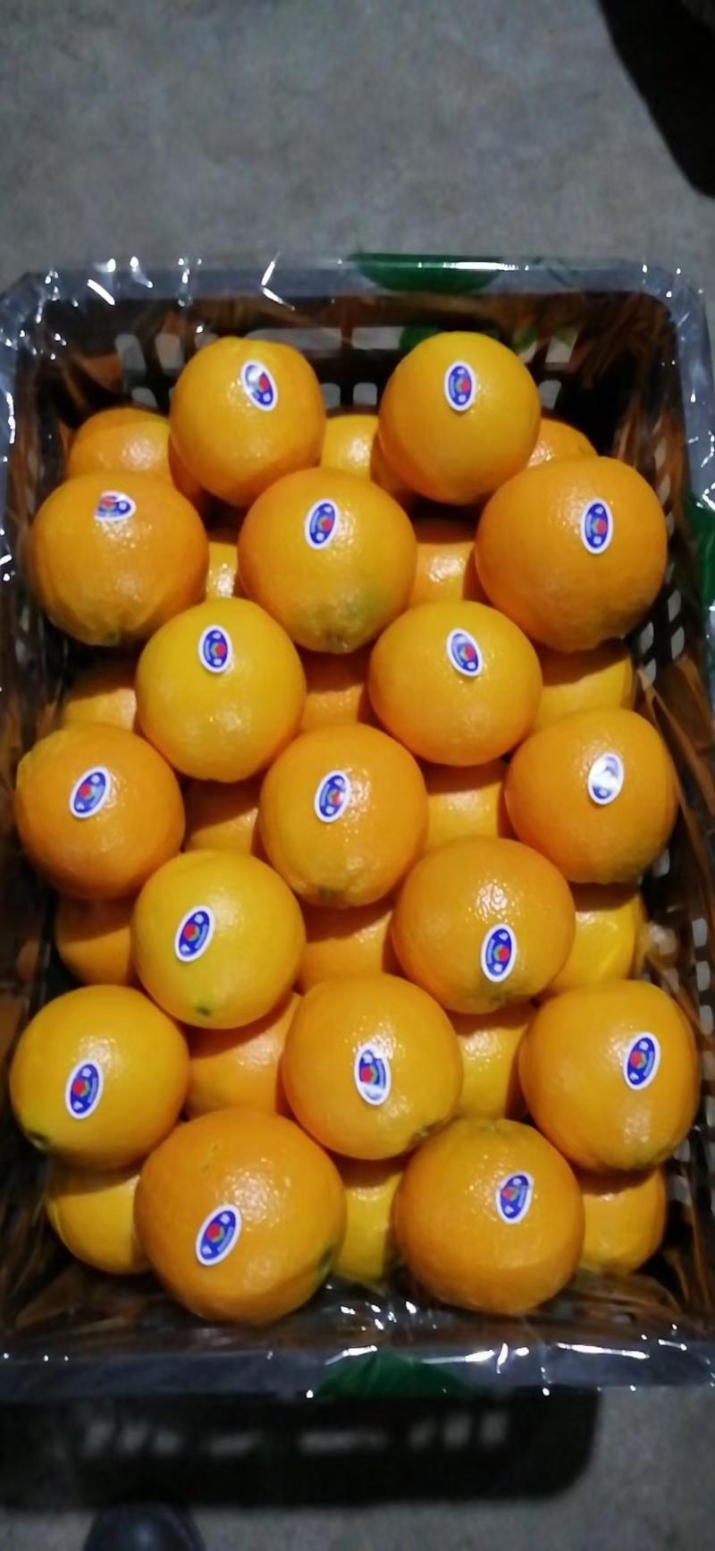 蜜橘，宜昌蜜桔产地直销，诚信代办，以质订价，保质保量。