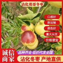 冬枣山东沾化冬枣个大脆甜无渣量大从优欢迎各位老板品鉴
