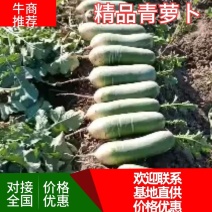 潍县精品水果萝卜大量供应，肉质翠绿，香辣脆甜，汁多味美，