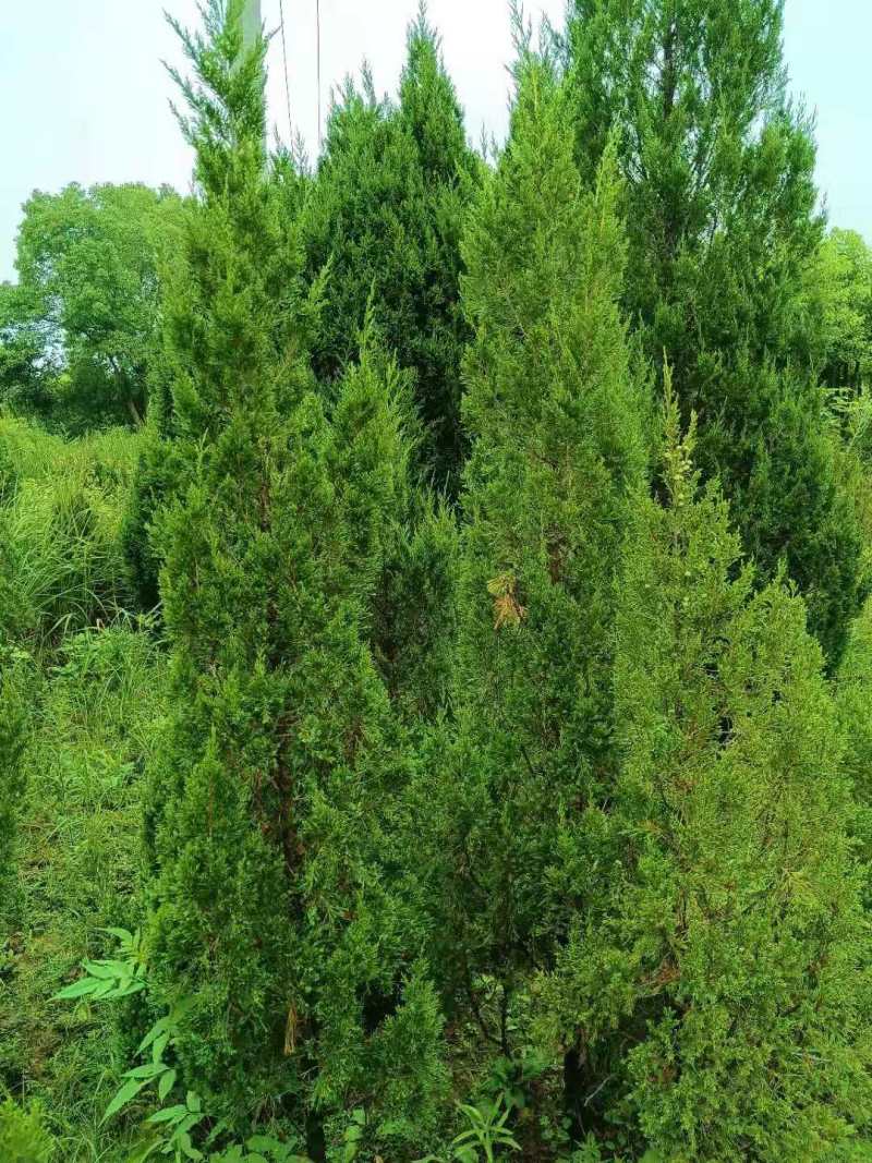 【柏树】塔柏产地直销大小枧格齐全包成活包技术