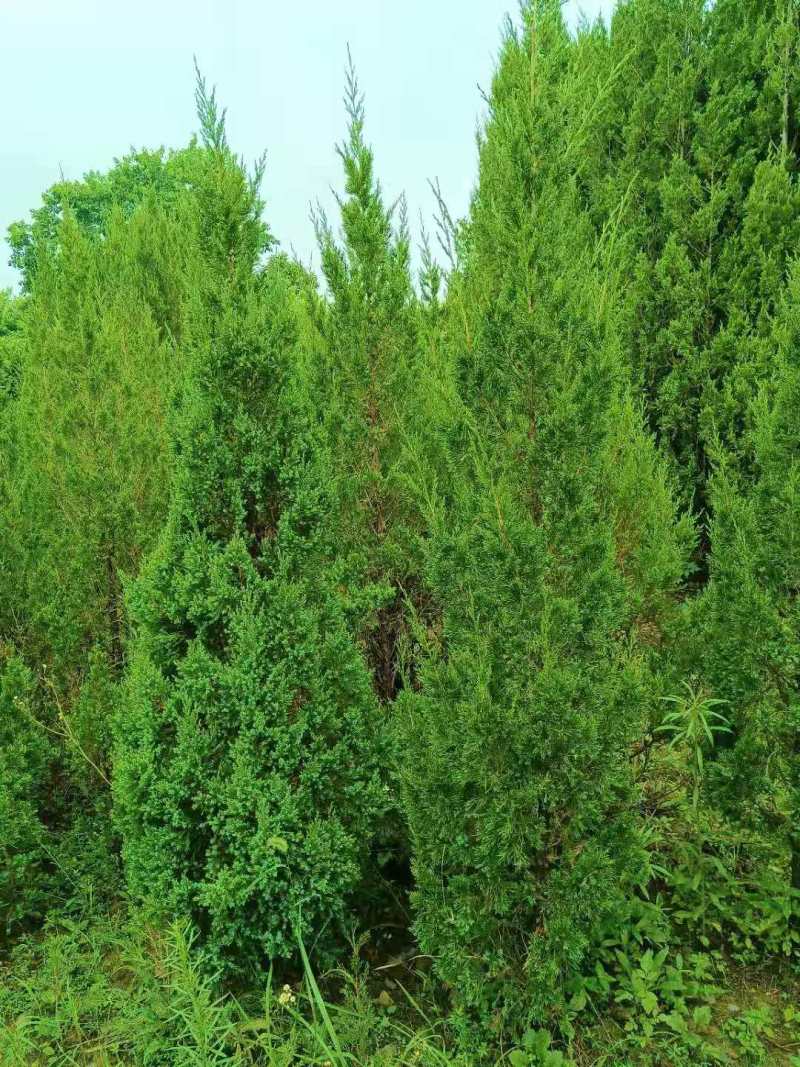 【柏树】塔柏产地直销大小枧格齐全包成活包技术