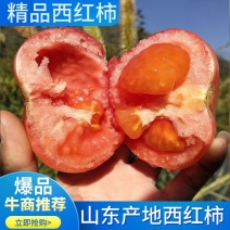 山东西红柿品类规格齐全量大质优价廉一手货源可视频看货