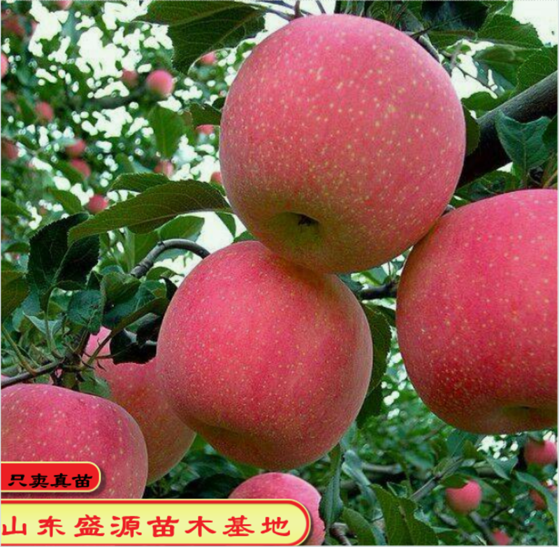 烟富八号苹果树苗烟台红富士苹果苗保真合同发货