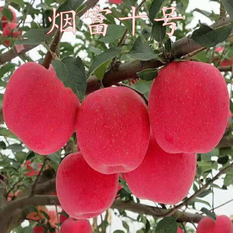 秋月梨树苗中秋节前成熟好管理密植产量视频看货