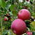 富士苹果国红苹果花牛苹果大量现货产地直销保质保量价格便宜