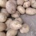 希森土豆一手货源保质保量可视频看货代发全国