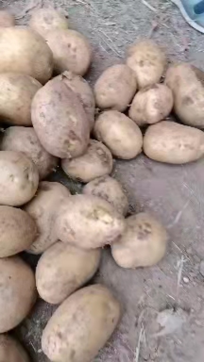 希森土豆一手货源保质保量可视频看货代发全国