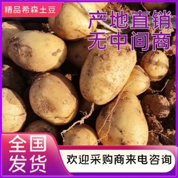 希森土豆一手货源保质保量可视频看货代发全国