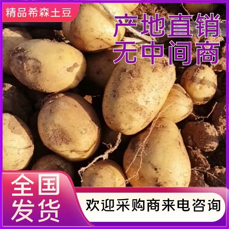希森土豆一手货源保质保量可视频看货代发全国