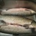 云南昆明本水库长期供应大草鱼，鲜活送货，保证质量
