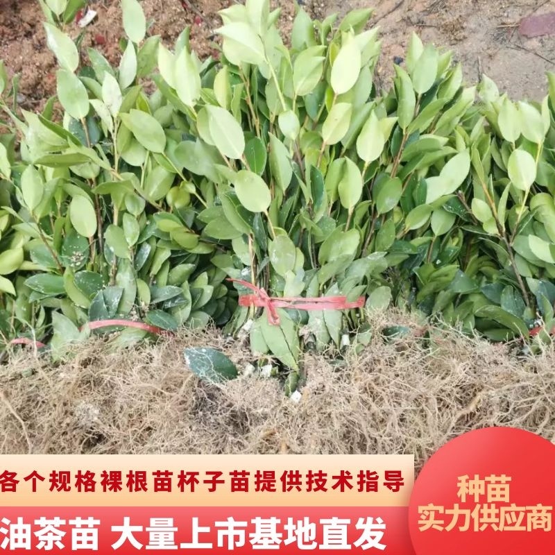 【精品】湖南优质油茶苗大量上市基地直发包技术坏苗包赔