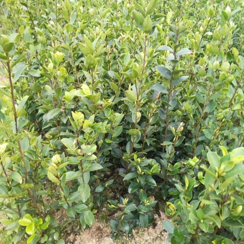 【精品】湖南优质油茶苗大量上市基地直发包技术坏苗包赔