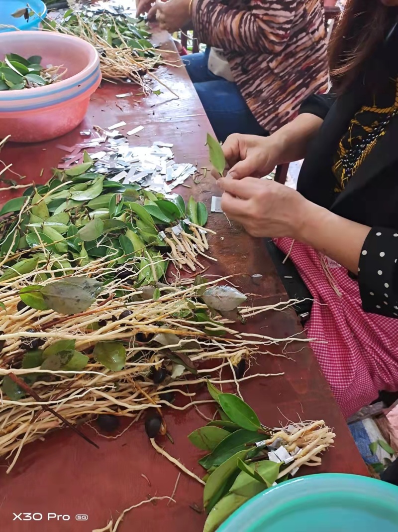 【精品】湖南优质油茶苗大量上市基地直发包技术坏苗包赔