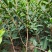 【精品】湖南优质油茶苗大量上市基地直发包技术坏苗包赔