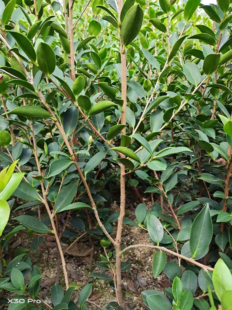 【精品】湖南优质油茶苗大量上市基地直发包技术坏苗包赔