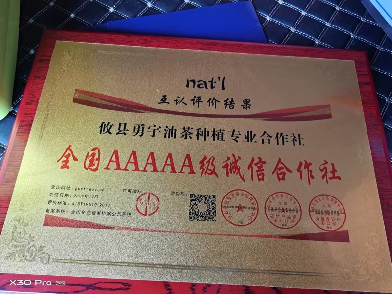 湖南油茶高产油茶苗规格全基地批发支持视频看货