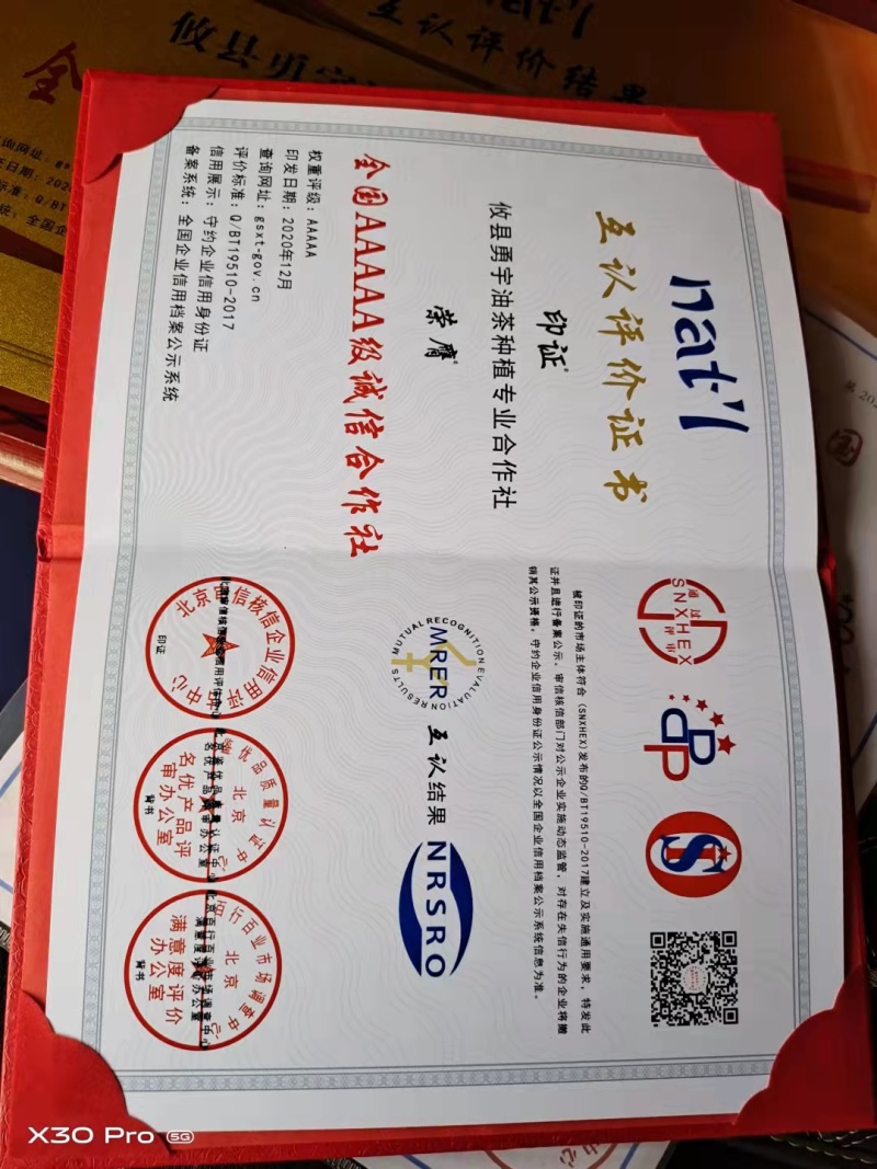湖南油茶高产油茶苗规格全基地批发支持视频看货