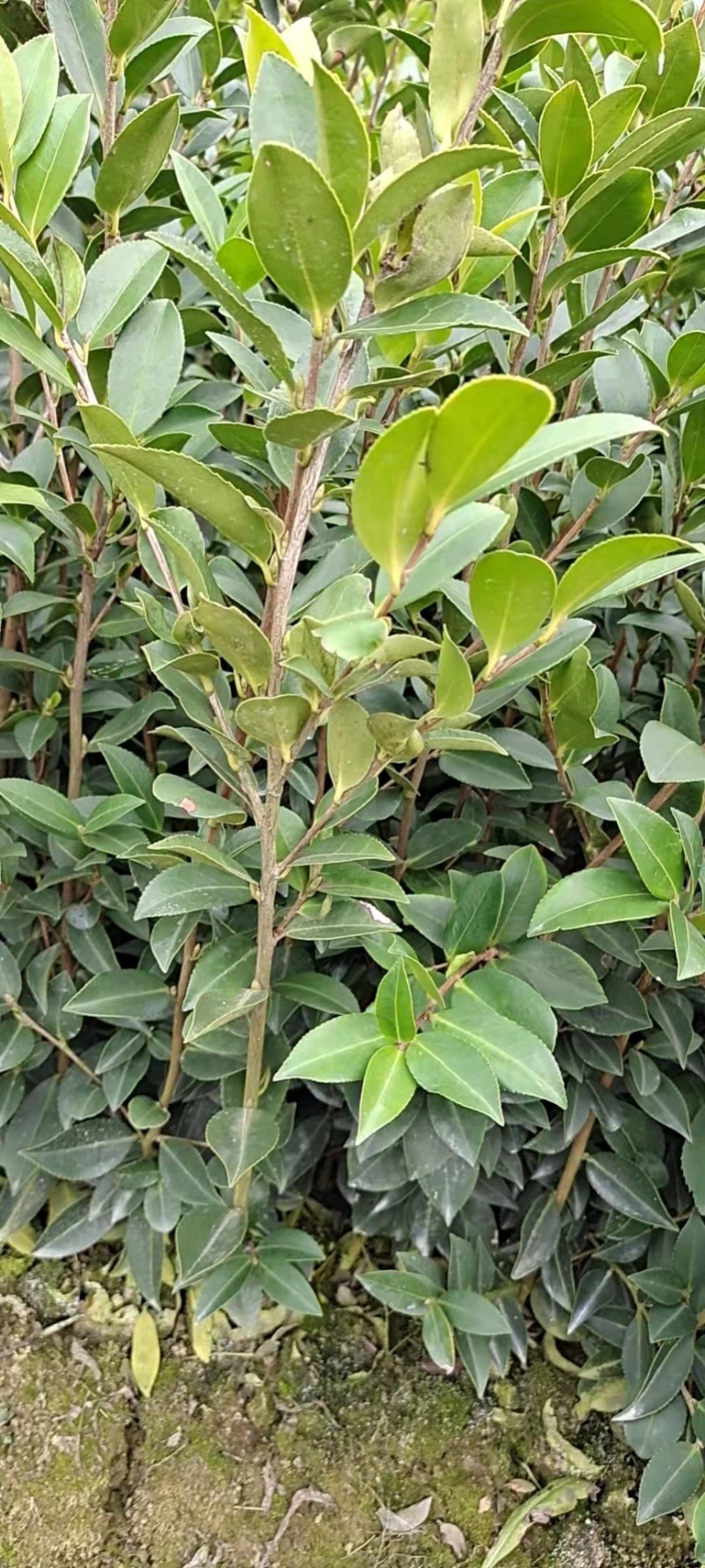湖南油茶高产油茶苗规格全基地批发支持视频看货