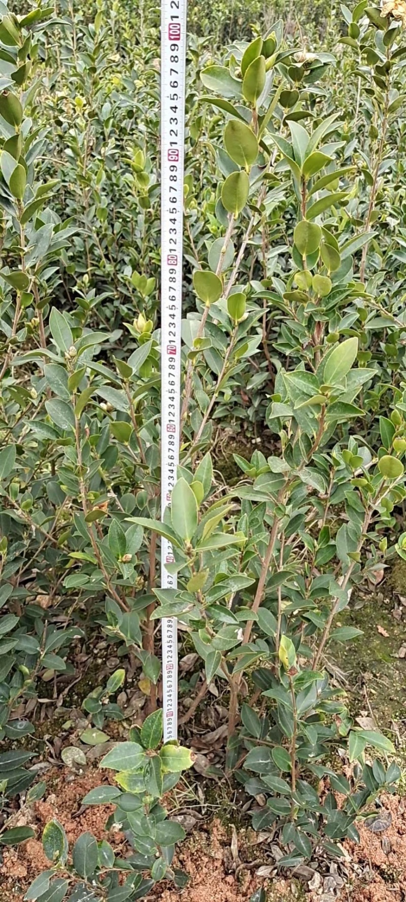 湖南油茶高产油茶苗规格全基地批发支持视频看货