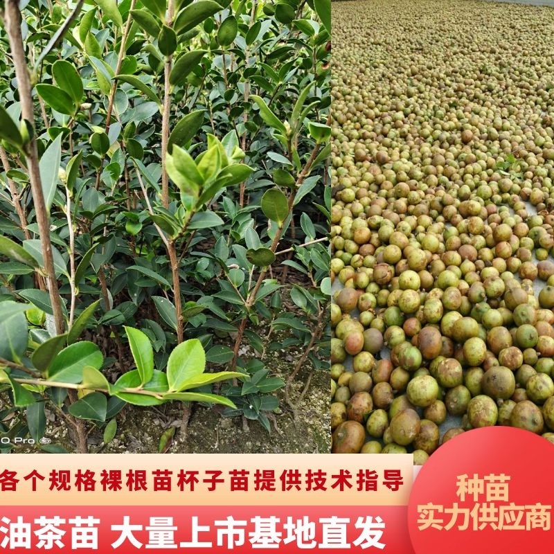 湖南油茶高产油茶苗规格全基地批发支持视频看货