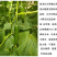 小黄瓜苗荷兰水果黄瓜苗3966水果小黄瓜苗耐热耐寒