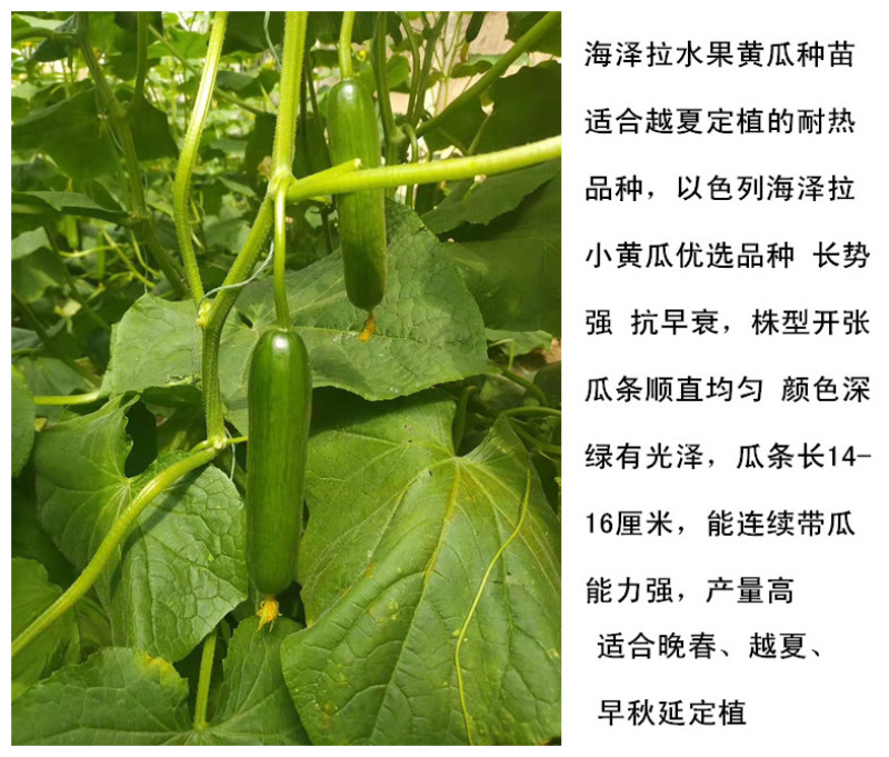 小黄瓜苗荷兰水果黄瓜苗3966水果小黄瓜苗耐热耐寒