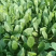 名门菠菜15~20厘米大棚菠菜品质保证市场商场直供
