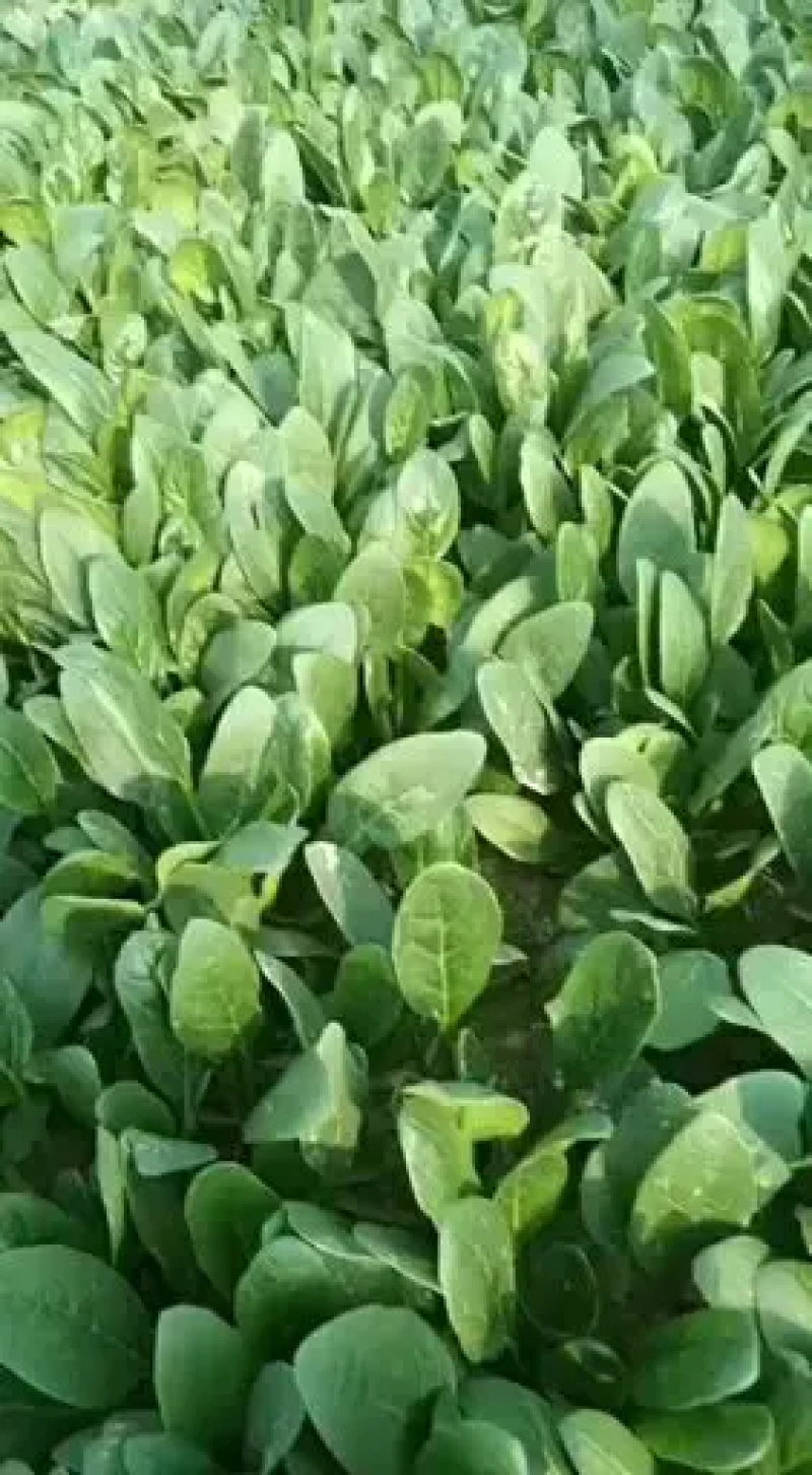 名门菠菜15~20厘米大棚菠菜品质保证市场商场直供