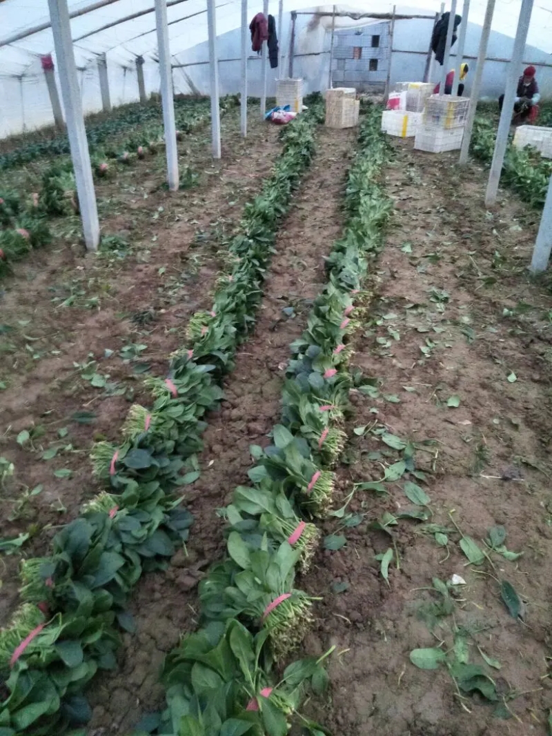 名门菠菜15~20厘米大棚菠菜品质保证市场商场直供