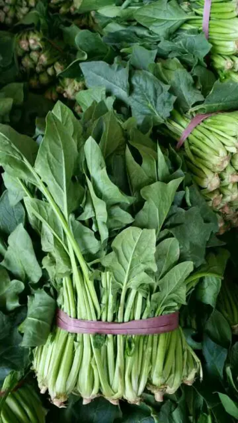 名门菠菜15~20厘米大棚菠菜品质保证市场商场直供