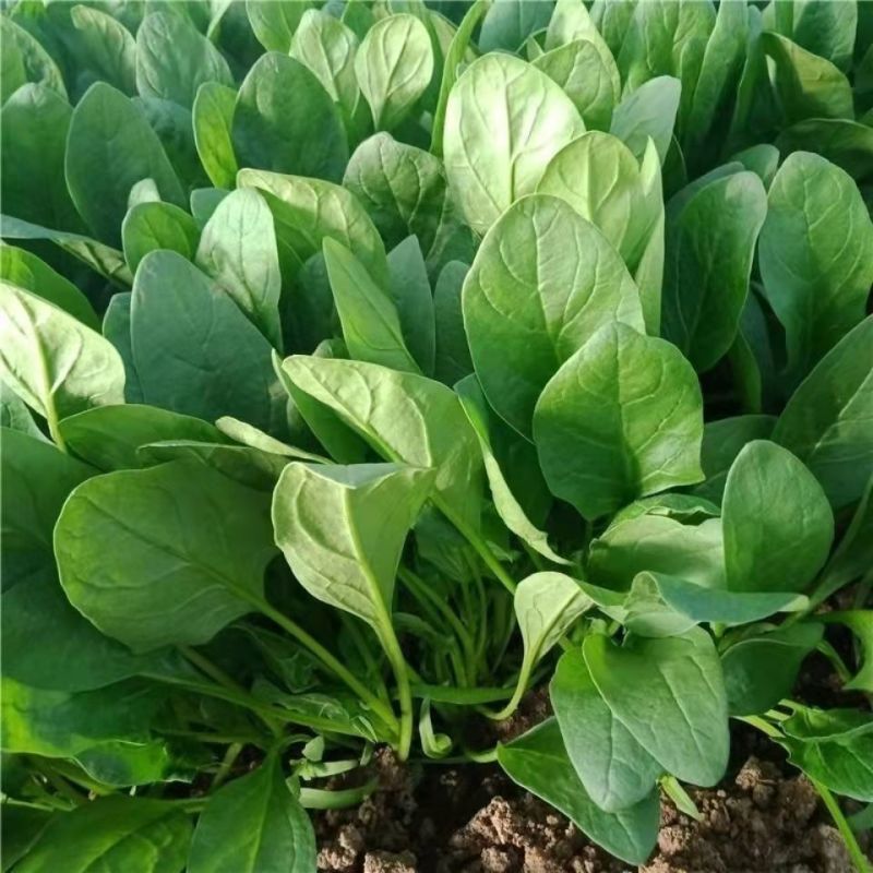 名门菠菜15~20厘米大棚菠菜品质保证市场商场直供