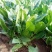 名门菠菜15~20厘米大棚菠菜品质保证市场商场直供