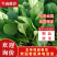 名门菠菜15~20厘米大棚菠菜品质保证市场商场直供