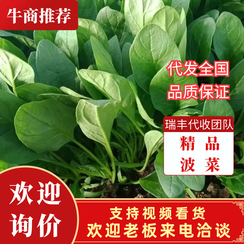 名门菠菜15~20厘米大棚菠菜品质保证市场商场直供