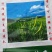 常年收购销售精品直条黄花菜,通货黄花菜,熟直条黄花菜等!