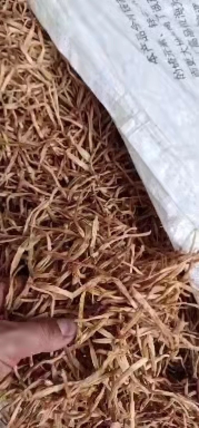 牛熟条硬直条黄花菜产地直销一手货源品种保证可视频看货