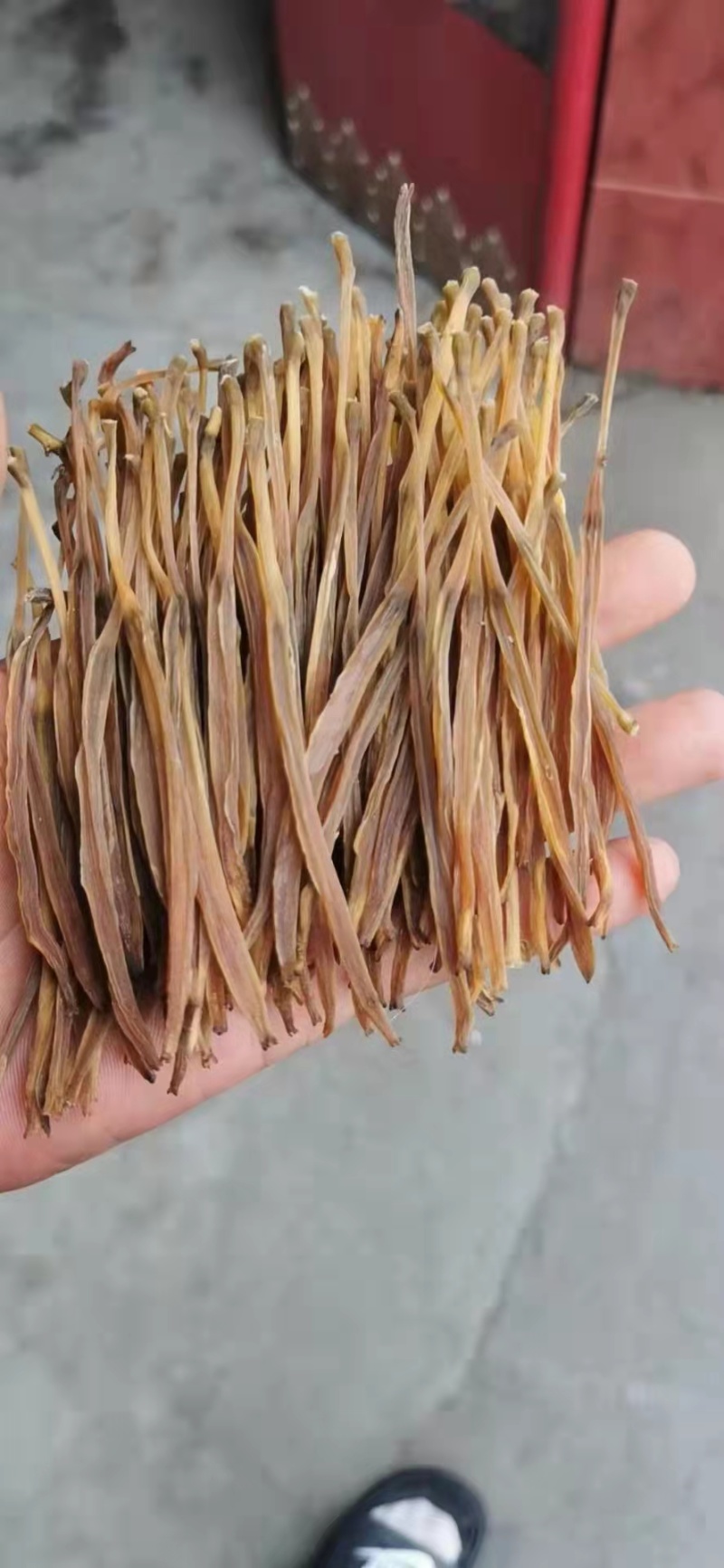牛熟条硬直条黄花菜产地直销一手货源品种保证可视频看货