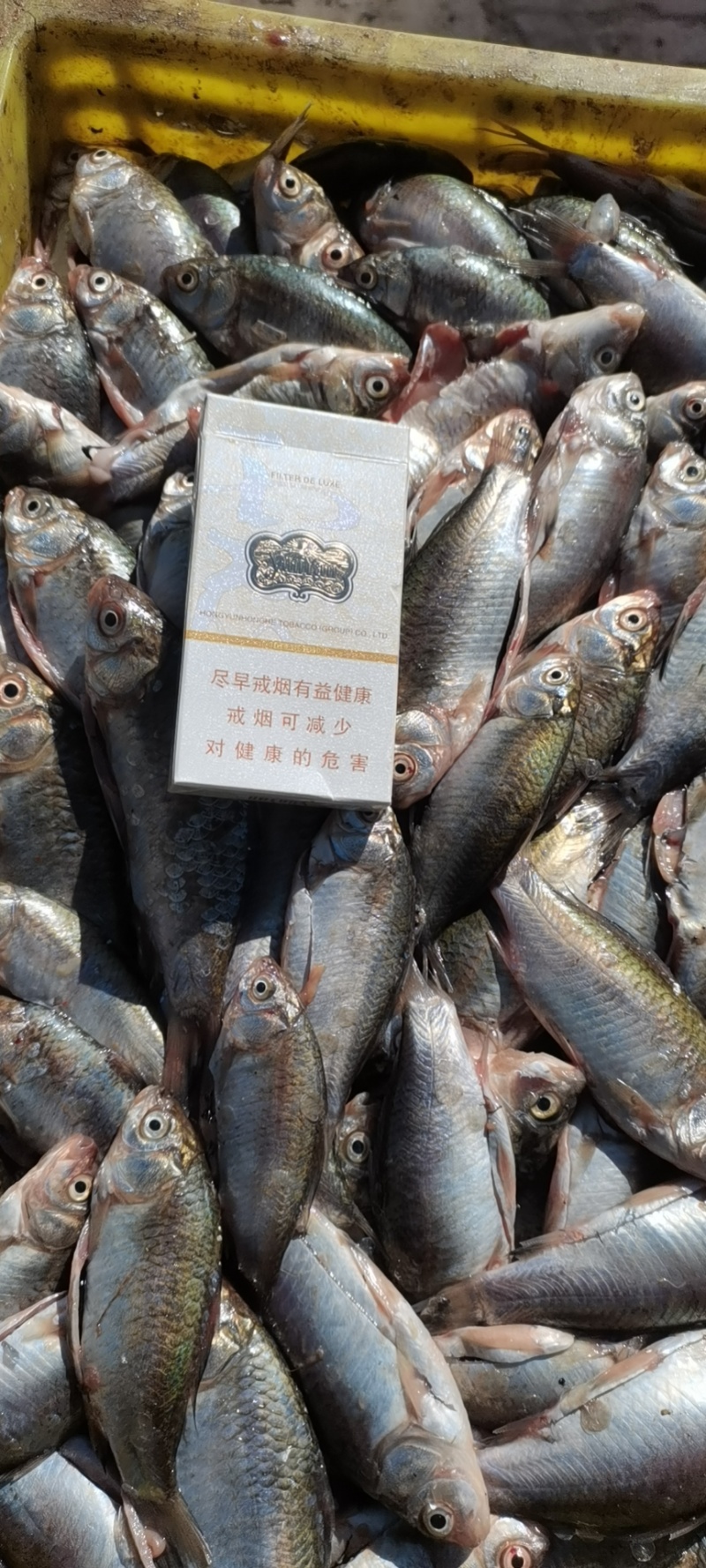 鲫鱼开膛冷冻鲫鱼全国发货质量保证十年老店