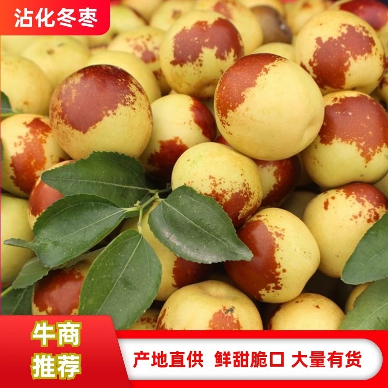 沾化冬枣口感脆甜肉厚核小甜度高耐运输全国发货运费低有设备