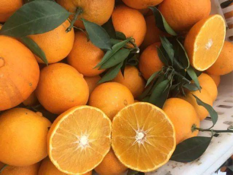 九月红脐橙果冻橙挂树鲜果可以吸的橙子物美价廉一手货