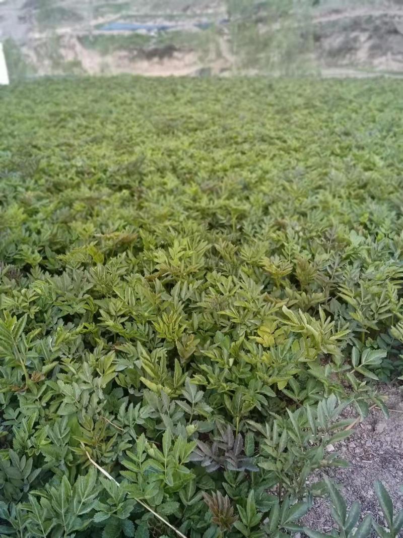 出售羌活苗，自产自销保质保量，提供技术指导，可视频看货