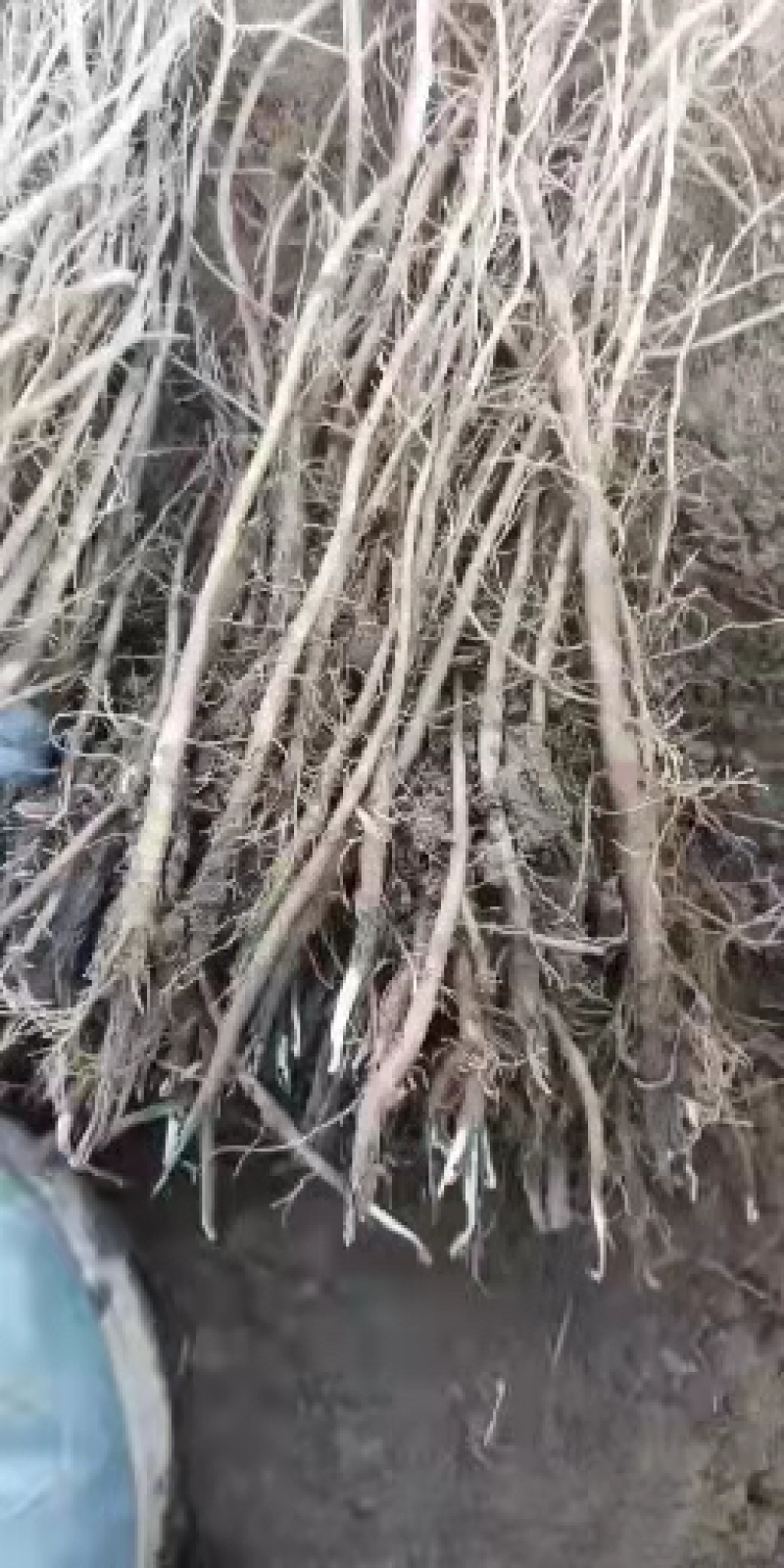 羌活苗出售，自己种植的，欢迎基地考察，量大价格优惠。