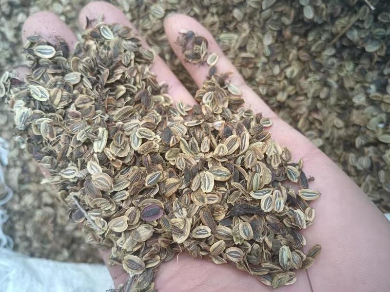 出售肉独活苗和种子，保质保量保出苗，基地直供，可视频看货