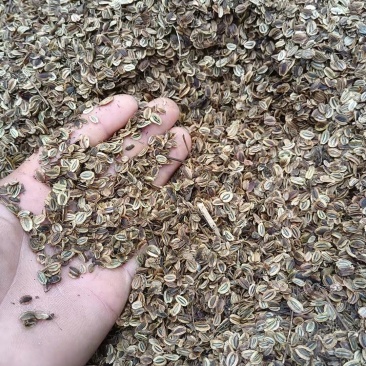 出售肉独活苗和种子，保质保量保出苗，基地直供，可视频看货