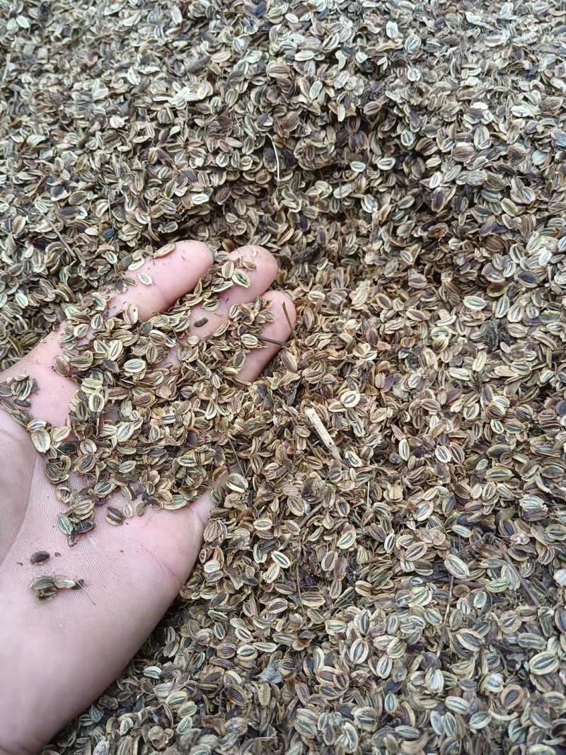 出售肉独活苗和种子，保质保量保出苗，基地直供，可视频看货