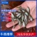 【荐】优质加州鲈鱼苗,支持全国发货,量大可优惠