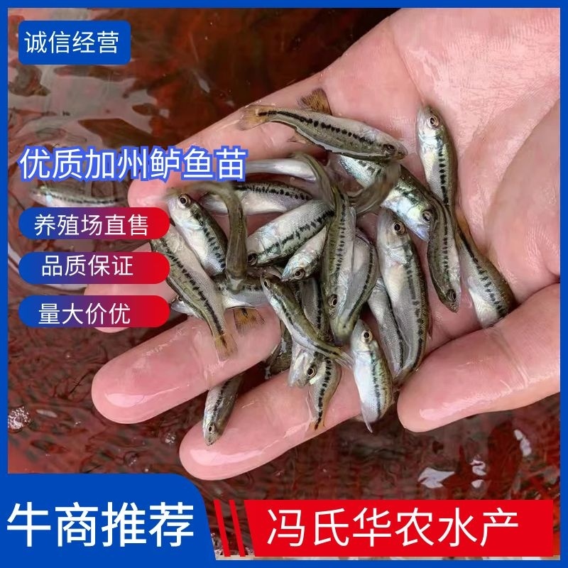 【荐】优质加州鲈鱼苗，支持全国发货，量大可优惠